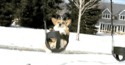 Le chien