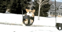 Le chien