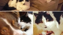 Comme chat et chien 35
