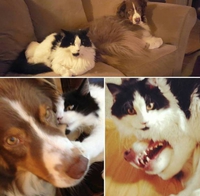 Comme chat et chien 35