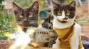 Zombie cat land