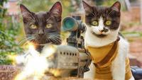 Zombie cat land