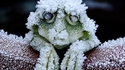 Tolérence au froid
