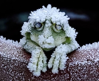 Tolérence au froid