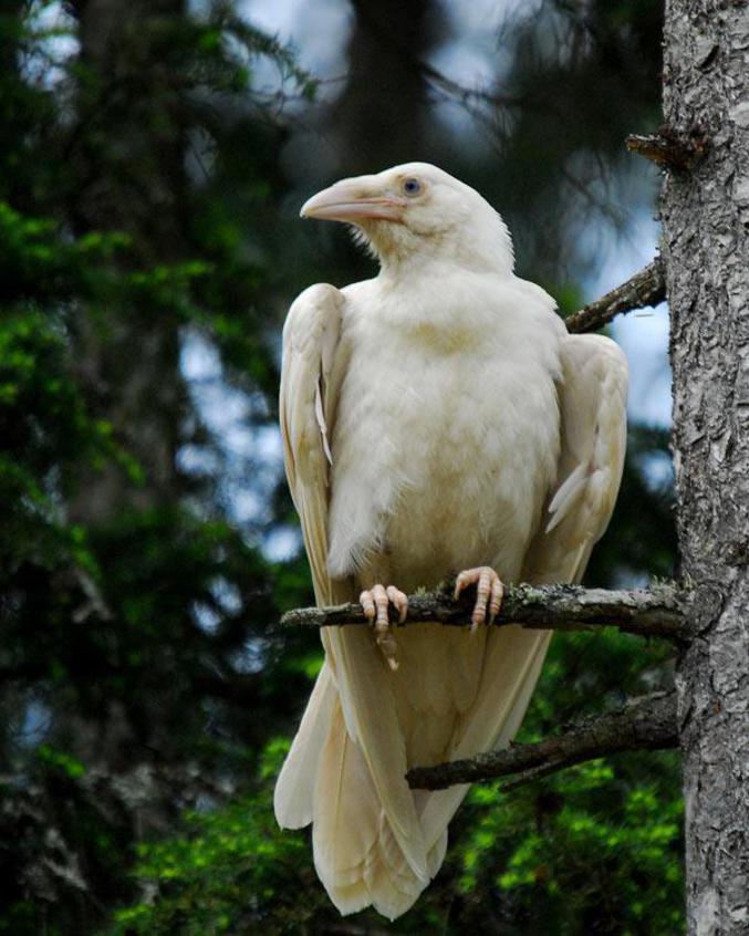 Un corbeau blanc.
