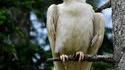 Un corbeau albinos