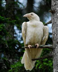 Un corbeau albinos