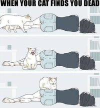 Kan ton chat te trouve mort