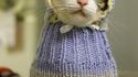 Un chat bien habillé