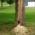 Woody Woodpecker a bien travaillé