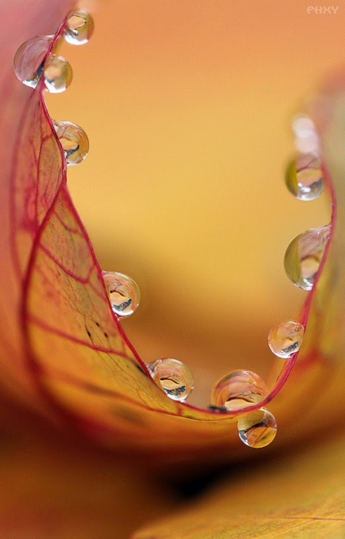 Une autre notion de la gravité : un close-up montrant la formation et propagation de gouttelettes d'eau sur des feuilles lors d'une pluie ou de la rosée du matin. Ces gouttelettes sont soumises à leur propre poids mais aussi à une force opposée, la force de tension superficielle, qui leur permet de rester 'en l'air'. La tension superficielle est un phénomène naturel qui permet l'augmentation de l'énergie à la surface d'un fluide (ici l'eau) en augmentant localement la cohésion de ce fluide en évitant ainsi son étalement sur l'ensemble de la feuille. Les gouttellettes rentreront en mouvement dès lors que l'équilibre est rompu, c'est à dire que le fluide perd de sa cohésion au delà d'un point critique.