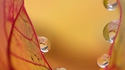 Comment se forment et se propagent les gouttelettes sur les feuilles