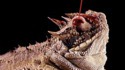 Connaissiez-vous le Phrynosoma solare ?