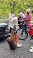 Un cul moulé dans un cycliste ou une banane ?