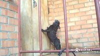 Le chien le plus relou au monde