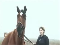 Joey, cheval de guerre