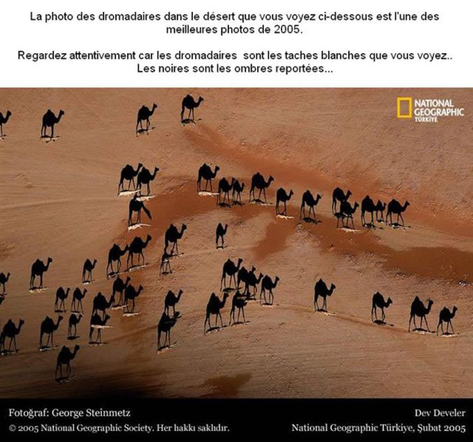 Une photo de dromadaires dans le désert. Lisez la légende.
