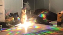 Chat mage