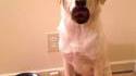 Heisendog