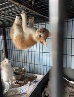 Spider chaton
