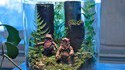 Ewok en bocal