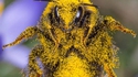 Accro au pollen