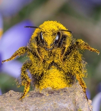 Accro au pollen