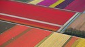 Champs colorés