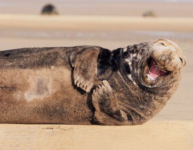 Un phoque qui a la joie de vivre!