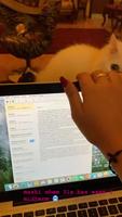 Les chats et les pc