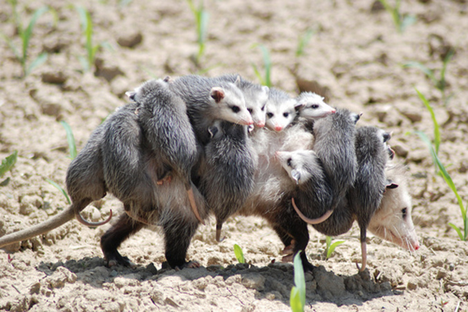 Une mère opossum fait le taxi pour toute sa petite famille.