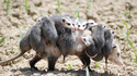 Opossum exploité