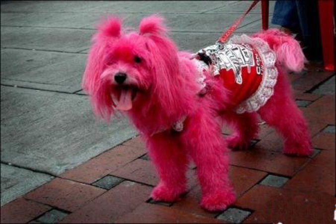 Un chien teinté en rose...