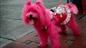 Chien funky