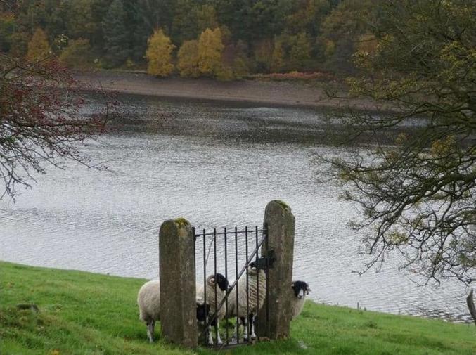 Tudieu, c'est c.. un mouton !