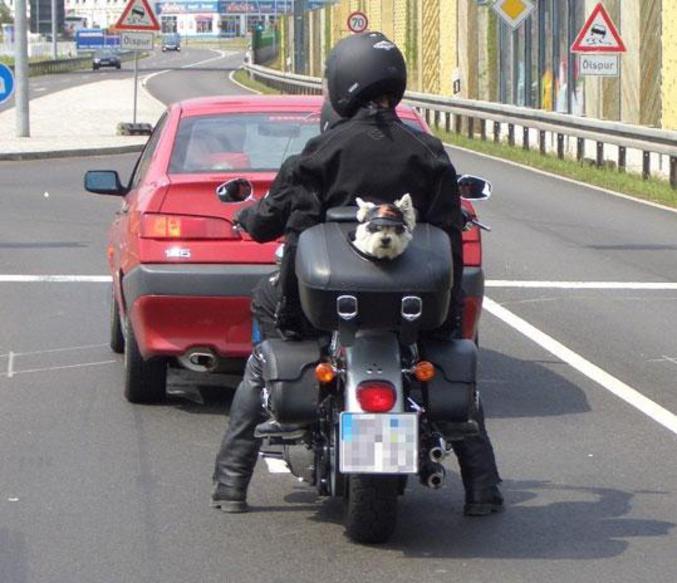 Un moyen idéal pour transporter son chien en moto.