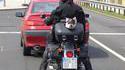 Top-case pour chien