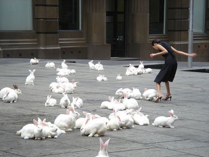 ... les autorités belges ont décidé de mettre des lapins place de Brouckère à Bruxelles !