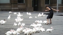 À l'instar de la place Saint-Marc envahie par les pigeons à Venise...