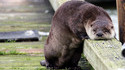 Monorail otter