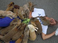 Orgie de lapins