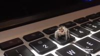 Une araignée polie