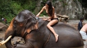 Éléphant au bain