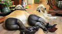 Chiens en lingerie