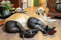 Chiens en lingerie