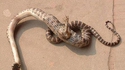 Un serpent à une patte