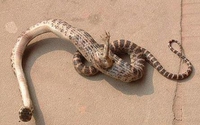 Un serpent à une patte