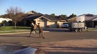 Bagarre de rue hardcore en Australie