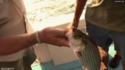 Invité surprise pendant une session de pêche