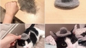 Chat-peau
